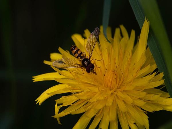 <h3>Meliscaeva auricollis /  / Variabel elfje</h3>